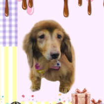 Mダックスフント