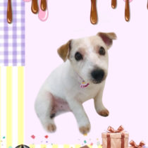 ジャックラッセルテリア