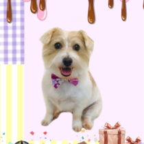 ジャックラッセルテリア