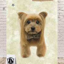 ヨークシャテリア