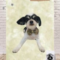 マルチーズ×チワワmix