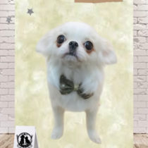 ペキニーズ×チワワmix