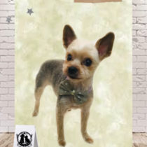 ヨークシャテリア