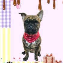 フレンチブルドッグ