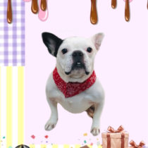 フレンチブルドッグ