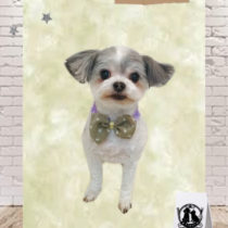 マルチーズ×チワワmix