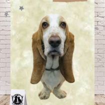 バセットハウンド