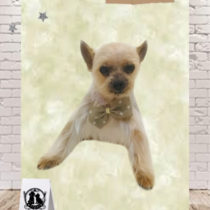 ヨークシャテリア