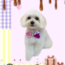 マルチーズ×トイプードルmix