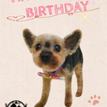 ヨークシャテリア