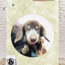 Mダックスフント