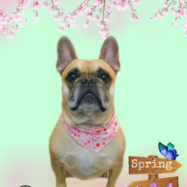 フレンチブルドッグ