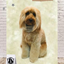 オーストラリアンラブラドゥードル