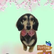 Mダックスフント