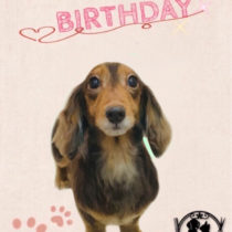 Mダックスフント