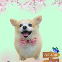 チワワ×Mダックスフントmix