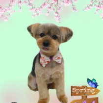 ヨークシャテリア