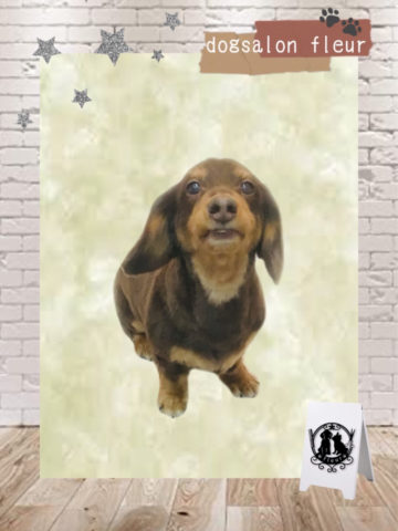 Mダックスフント