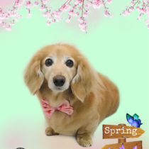 Mダックスフント