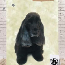 イングリッシュコッカースパニエル