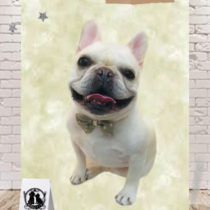 フレンチブルドッグ