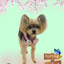 ヨークシャテリア