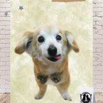 チワワ×Mダックスフントmix