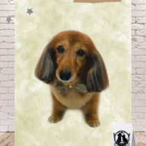 Mダックスフント