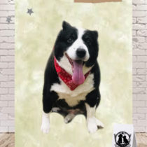 ボーダーコリー