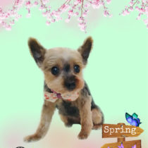 ヨークシャテリア