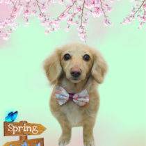 Mダックスフント