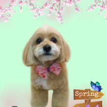 チワワ×トイプードルmix