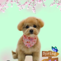 ポメラニアン＆トイプードルmix