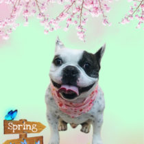 フレンチブルドッグ