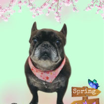 フレンチブルドッグ