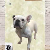 フレンチブルドッグ