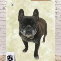 フレンチブルドッグ