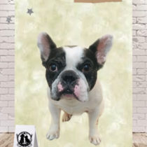 フレンチブルドッグ