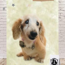 Mダックスフント