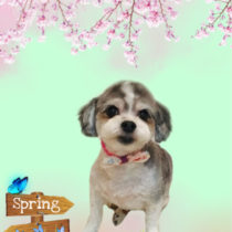 マルチーズ×チワワmix