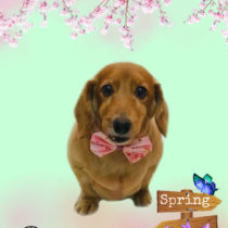 Mダックスフント