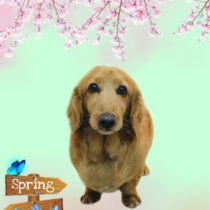 Mダックスフント