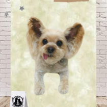 ヨークシャテリア