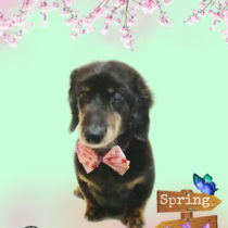 Mダックスフント