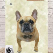 フレンチブルドッグ