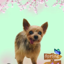 ヨークシャテリア