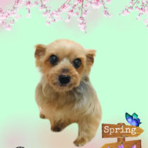 ヨークシャテリア