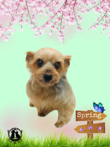 ヨークシャテリア