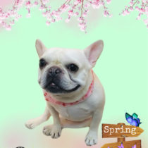 フレンチブルドッグ