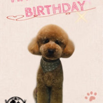 ミニチュアプードル